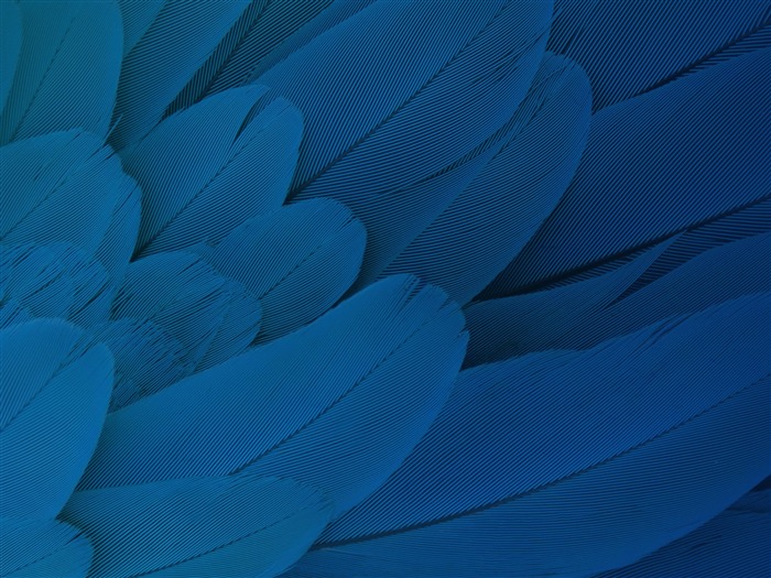 Feathers Moto x-2017 Abstract Wallpaper Views:8267 Date:2017/8/21 18:24:08