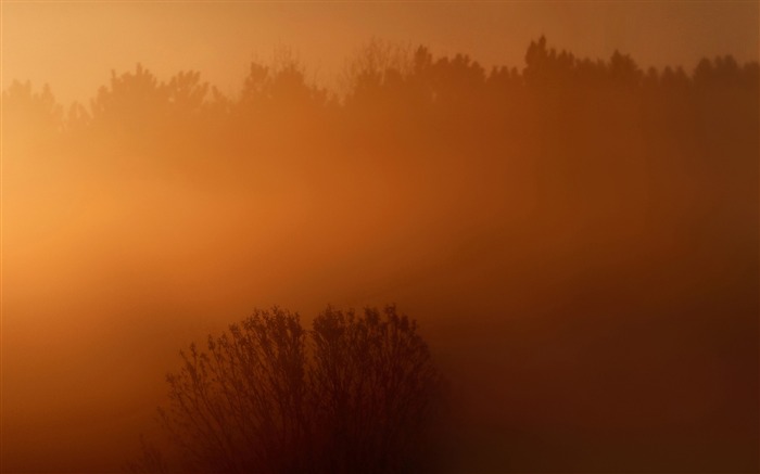 Foggy jungle sunrise-Nature HD Wallpapers Views:6365 Date:2017/8/25 0:49:08