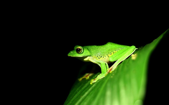 Rana verde cerca de 2017 animales fondo de pantalla HD Vistas:7054