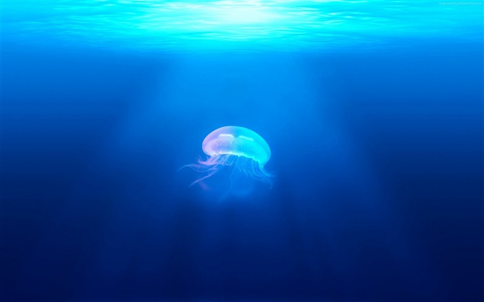 Jellyfish Underwater-2017 Animal HD fondo de pantalla Vistas:9038