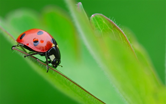 Ladybug Green Leaf-2017 Animal HD fondo de pantalla Vistas:8995