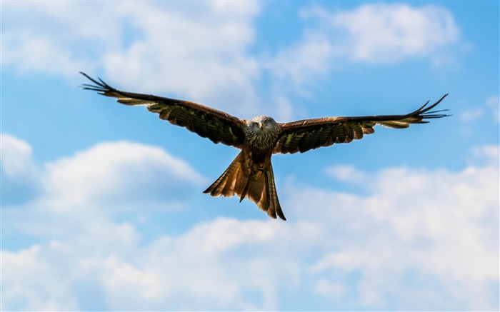 Peregrine halcón pájaro cielo-2017 Animal fondo de pantalla HD Vistas:12336