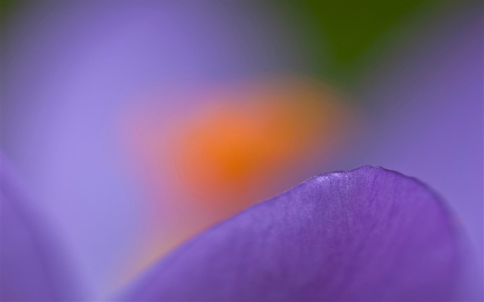 Purple crocus macro-2017 Abstract Wallpapers Views:5674 Date:2017/8/21 18:31:45