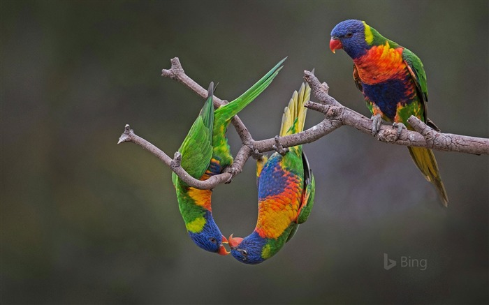 Werribee 호주 -2017에서 레인 보우 lorikeets 빙 데스크톱 벽지 찾아보기 :7560