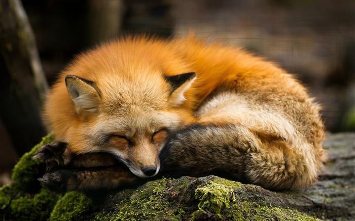 Red fox rest-2017 Animal fondo de pantalla HD Vistas:14514