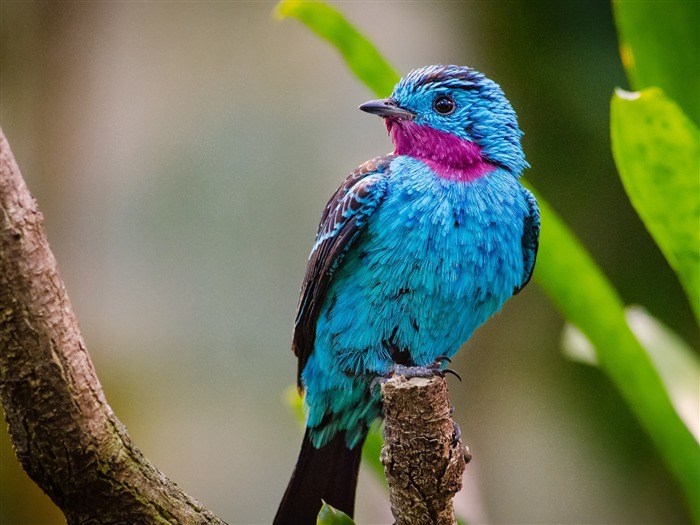 Spangled cotinga-2017 Animal HD fondo de pantalla Vistas:7053