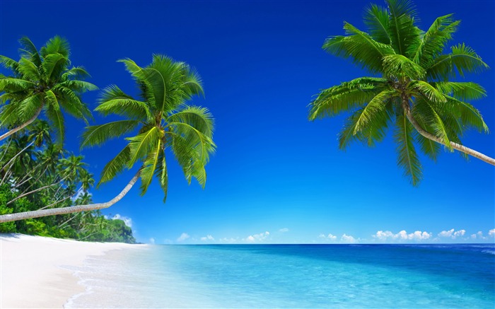 Tropical beach paradise palms-Nature HD Wallpapers Views:12552 Date:2017/8/25 1:01:54