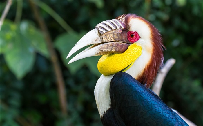 Wreathed hornbill-2017 Animal HD fondo de pantalla Vistas:6776