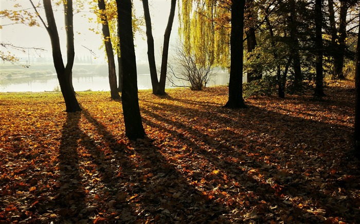 Colores de otoño bosque hojas-2017 Naturaleza HD fondo de pantalla Vistas:6941