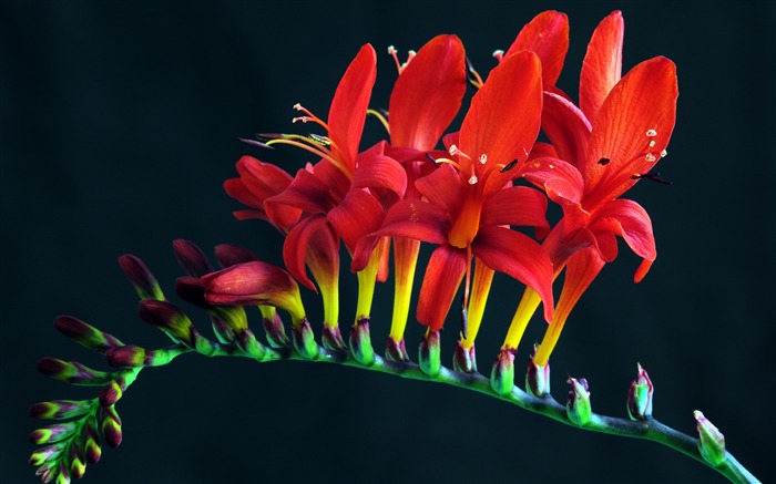 Hermosa rama brotes pétalos rojo-Flor fondo de pantalla HD Vistas:6457