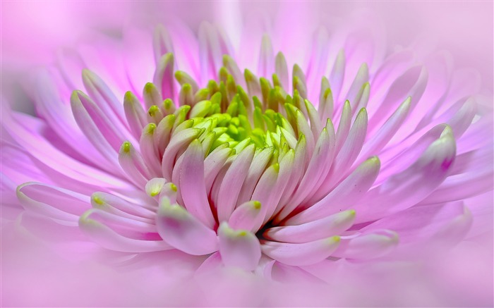 Blossom closeup dahlia flower-Flower fondo de pantalla HD Vistas:5841