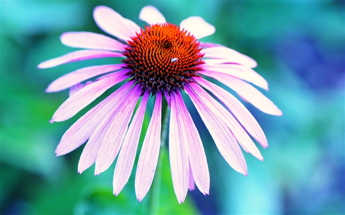 Echinacea flor macro-flor fondo de pantalla HD Vistas:5894