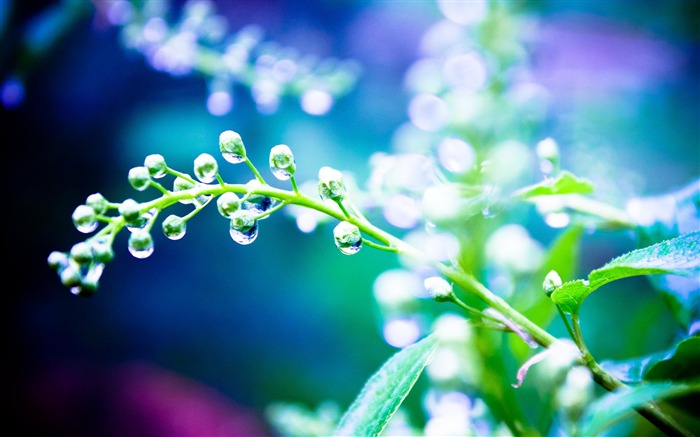 Flower plants drops water-2017 High Quality Wallpapers Views:6207 Date:2017/9/21 9:08:22