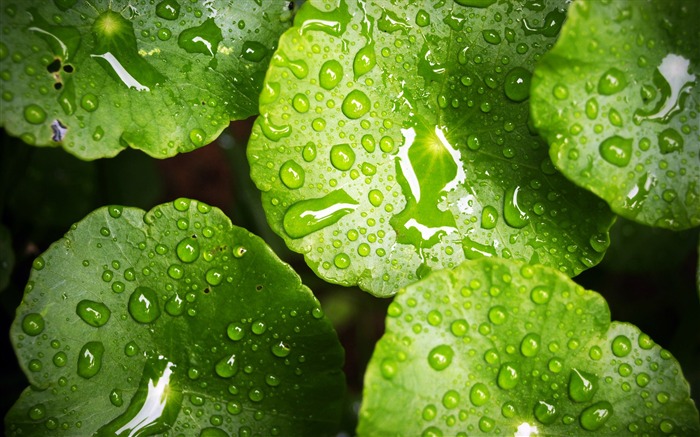 Gotas de agua verde hoja-Naturaleza fondo de pantalla HD Vistas:11563