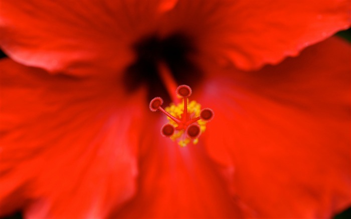 Hibiscus macro naturaleza pétalos-flor fondo de pantalla HD Vistas:5770