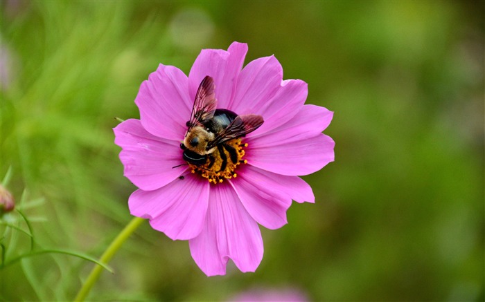 Miel de abeja pétalos polinización-flor fondo de pantalla HD Vistas:7641