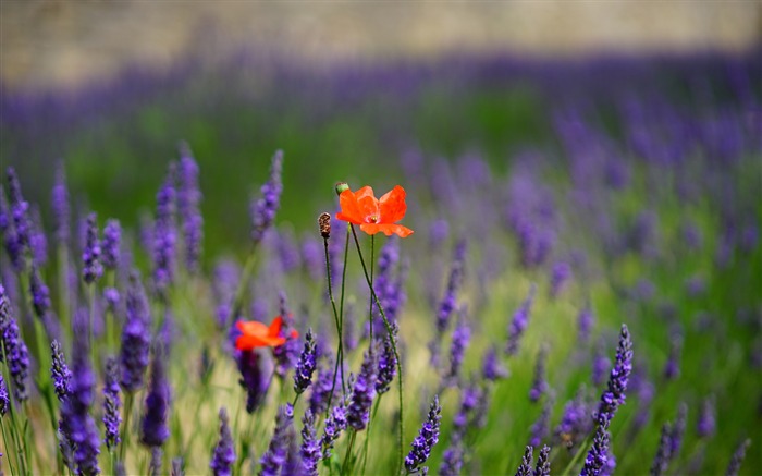 Campo de lavanda rojo flores de amapola-flor fondo de pantalla HD Vistas:10453