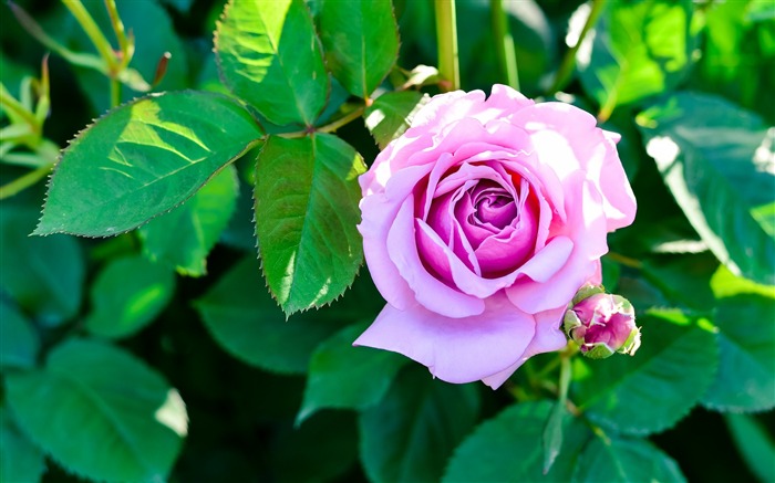 Rose bush flower bud-2017 High Quality Wallpapers Views:6711 Date:2017/9/21 9:09:25