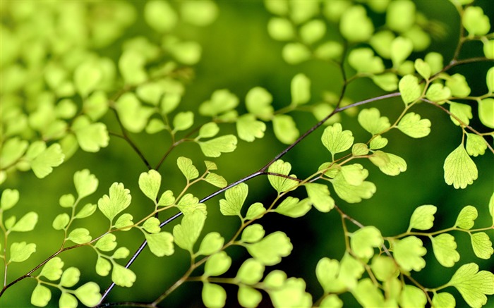 Primavera Ginkgo Hojas-Naturaleza Fondo de escritorio HD Vistas:8622