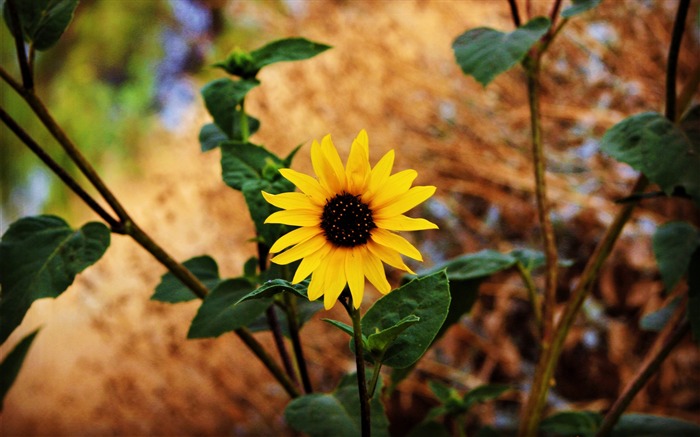 Feuilles de tige de tournesol flou-Fond d'écran de haute qualité Vues:7857