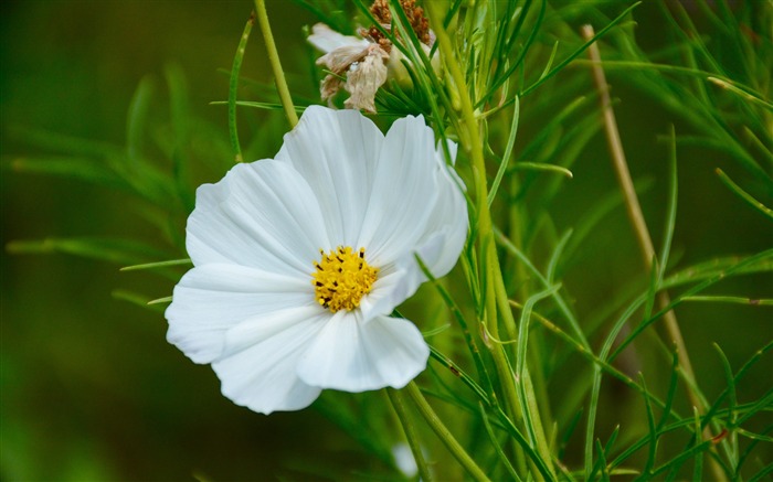 흰 꽃 잔디 매크로 공장 - 꽃의 HD 월페이퍼 찾아보기 :8093