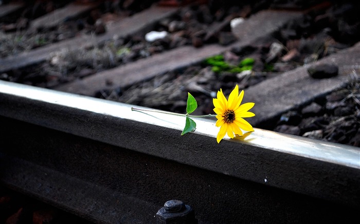 Flor amarilla en pista de ferrocarril-Naturaleza fondo de pantalla HD Vistas:8066