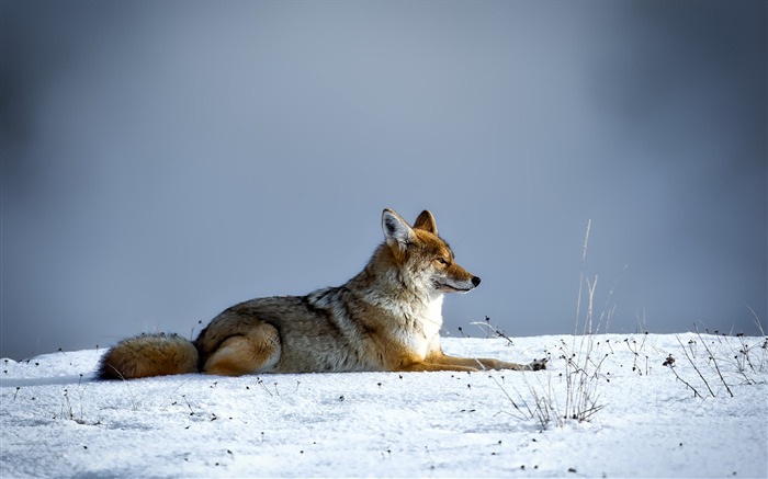 Coyote froid canin Fond d'écran animal Vues:6891