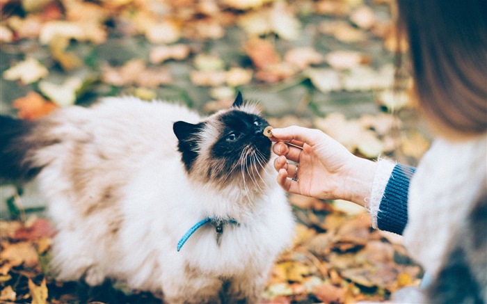 Soin de mains pelucheux pour chat Fond d'écran animal Vues:7246