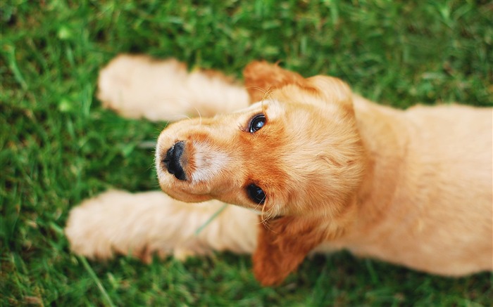 Papel de Parede de Alta Qualidade Animal de Silhueta do Cão Visualizações:8452