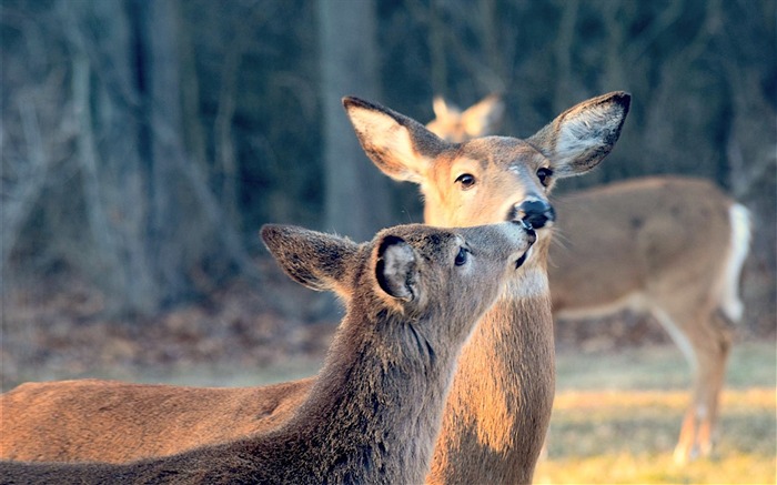 Cute Deer close-up Fond d'écran animal Vues:6733