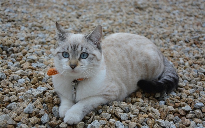 Cute blue blue eyes Fond d'écran animal Vues:7392