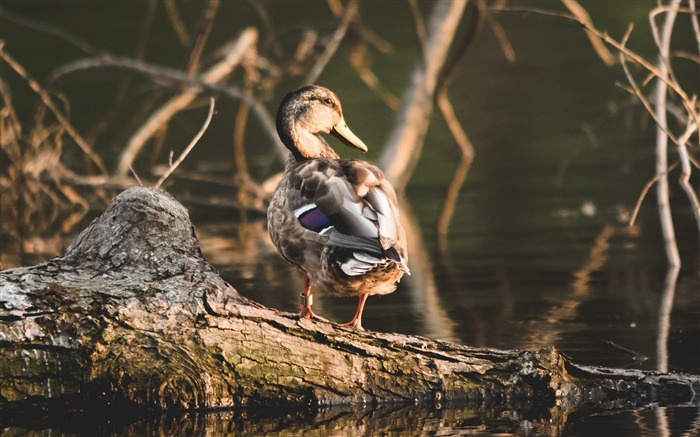 Eau de canard Fond d'écran animal Vues:6892