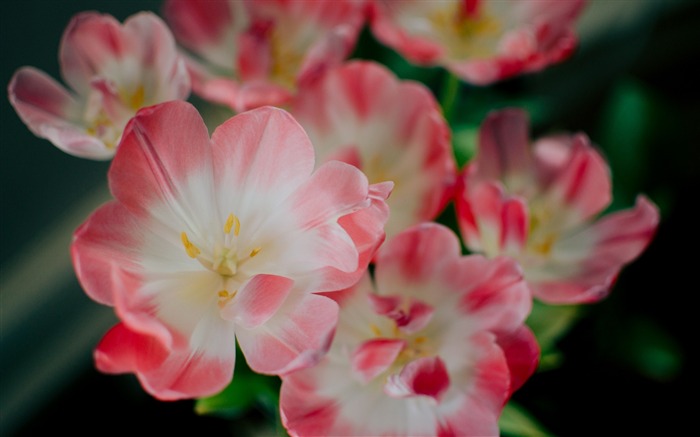 Papéis de parede de foto de foto de flor de eucalipto Visualizações:6731