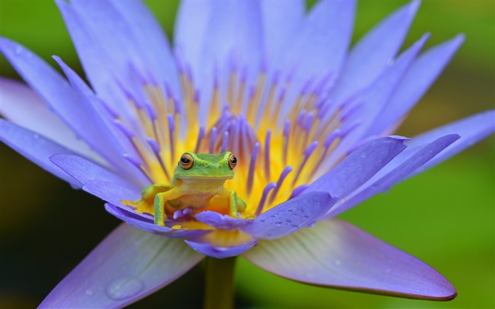 Amphibie au lotus de grenouille Fond d'écran animal Vues:8739