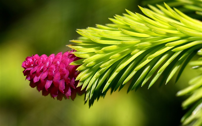 Green flora flower nature plant Photo HD Wallpaper Views:8116 Date:2017/10/29 8:49:41