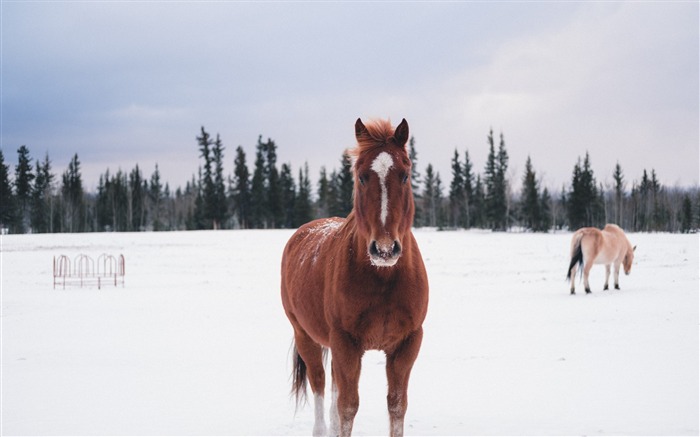 Cheval forêt de neige d'hiver Fond d'écran animal Vues:7178