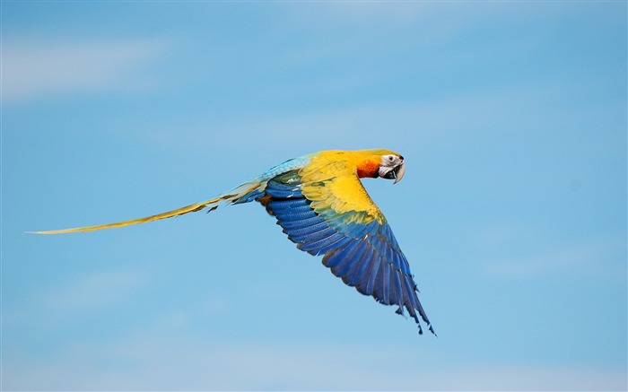 Macaws volant Fond d'écran animal Vues:9509