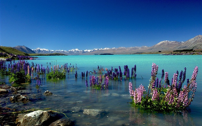 Nouvelle-Zélande Lake Tekapo Nature HD Fond d'écran Vues:17815