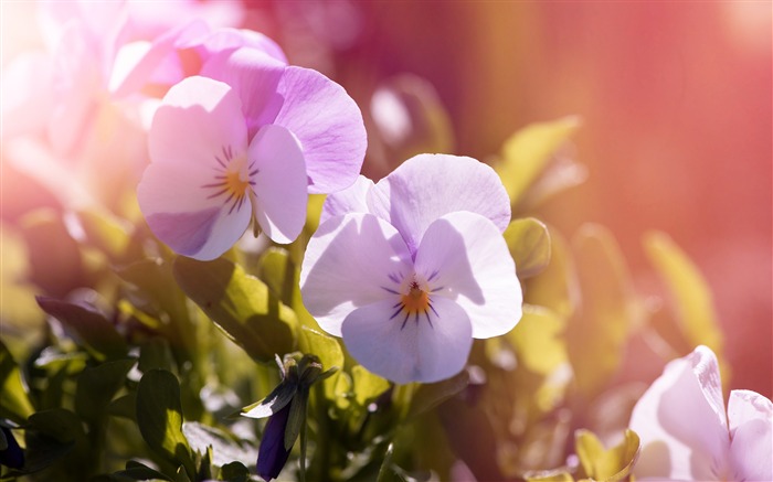 Orquídeas cor-de-rosa Photo HD Wallpaper Visualizações:7730