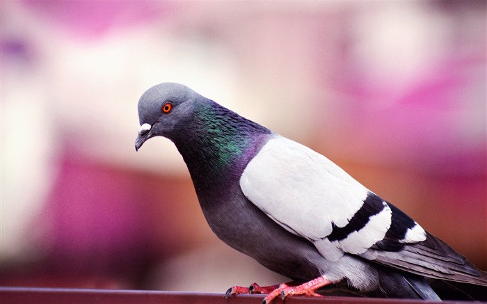 Ailes de la faune du Pigeon Fond d'écran animal Vues:7289