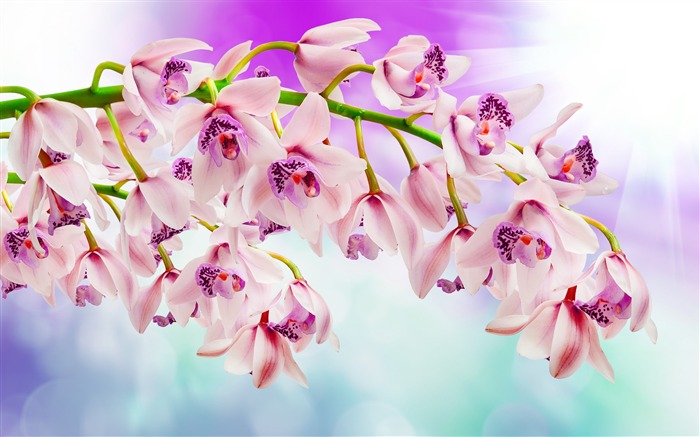 Pétalas de flores de orquídea rosa Photo HD Wallpaper Visualizações:11765