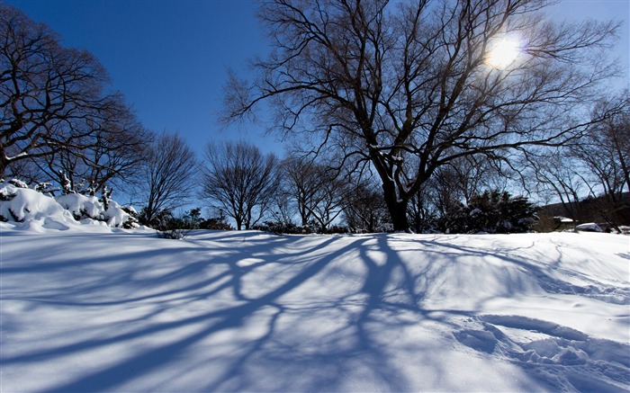 Neige-blanc tempête de neige lever du soleil arbres Fond d'écran Nature Vues:7711