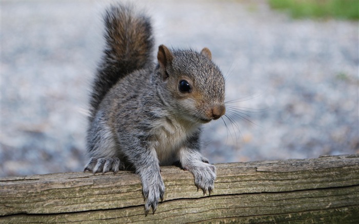 Bois d'écureuil Fond d'écran animal Vues:6875