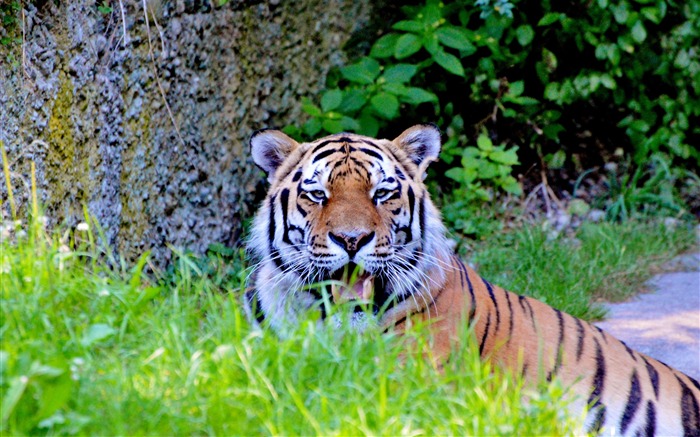 Détenteur de gros chat Fond d'écran animal Vues:6348