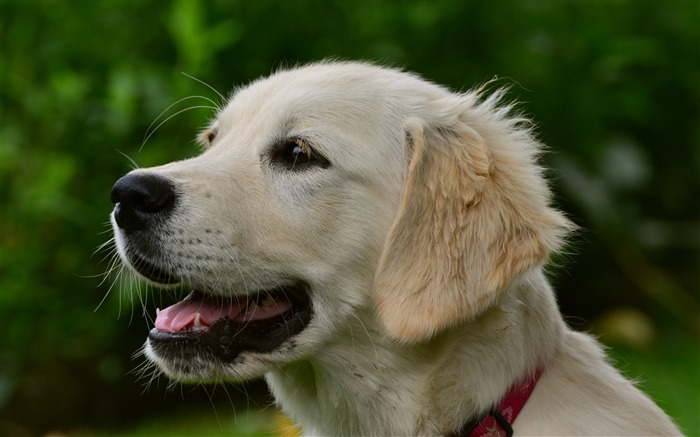 chien de chiot labrador Fond d'écran animal Vues:7767