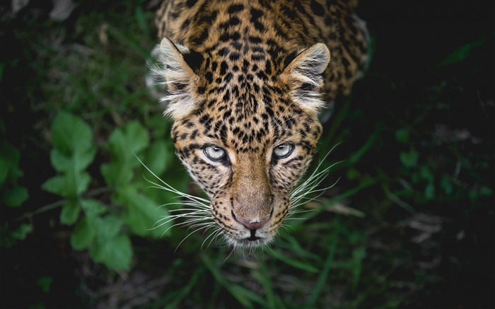 prédateur léopard Fond d'écran animal Vues:7816