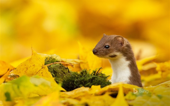 A mouse yellow leaf in autumn 2017 Bing Wallpaper Views:8456 Date:2017/11/9 7:52:21