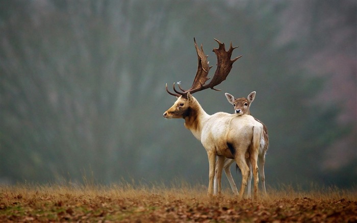 Cerf mignon automne 2017 Haute Qualité Fond d'écran Vues:7270