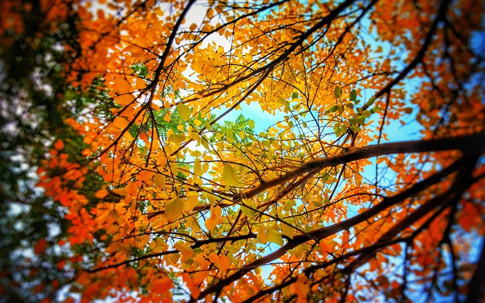 Hojas de otoño denso Naturaleza Fondo de pantalla HD Vistas:11337