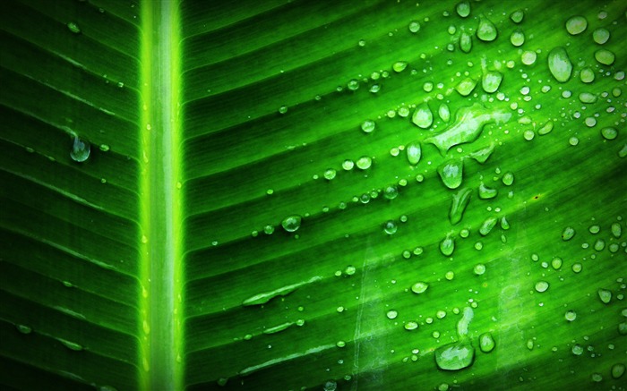 Folha de banana dewdrop Nature HD Wallpaper Visualizações:10659